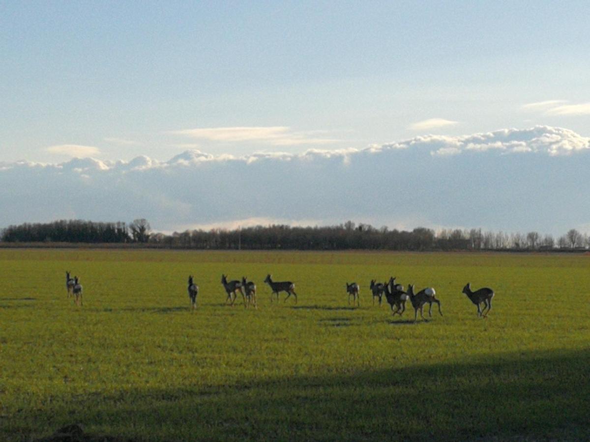 Al Canton Agriturismo Di Design San Michele al Tagliamento Extérieur photo